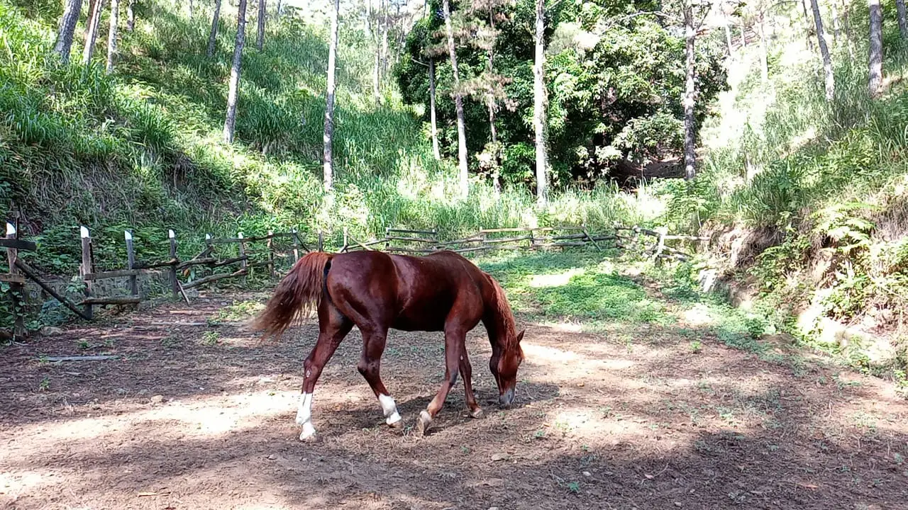 Image of Residencial Bosque del Eden  21