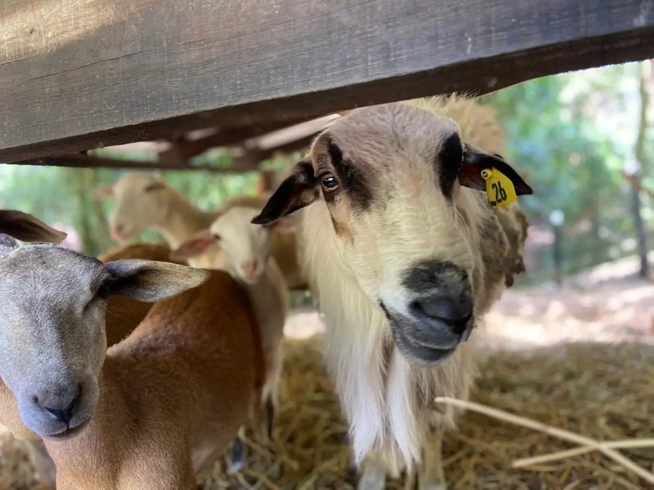 Image of Residencial Bosque del Eden Jarabacoa